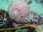 gumboot chiton - at an angle