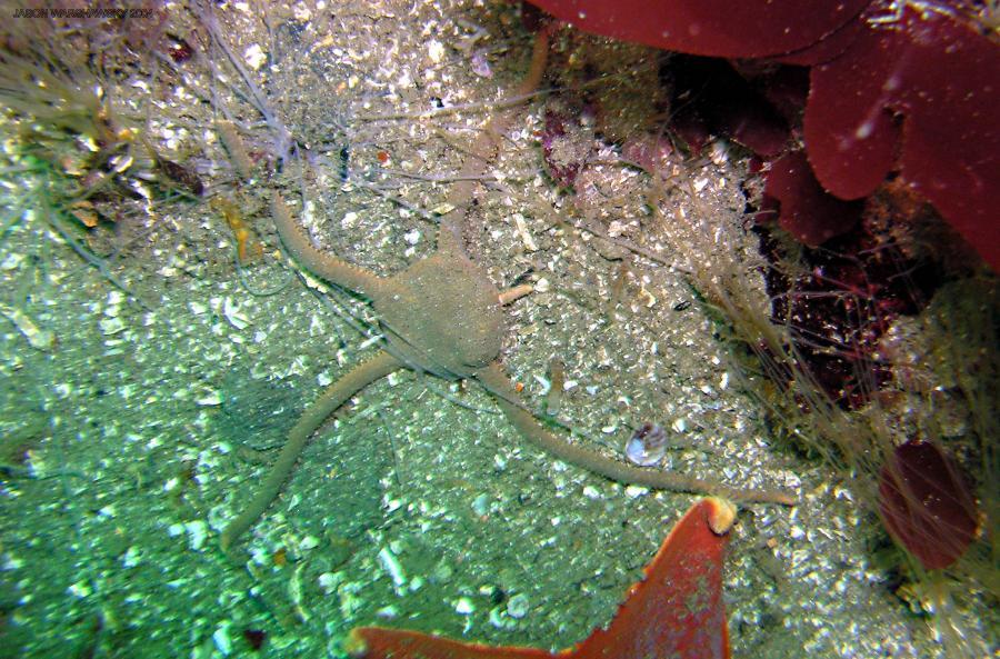 smoothBrittleStar