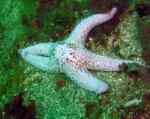 shortSpinedSeaStar