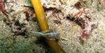 hermissendaCrassicornis2