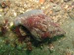 whelk