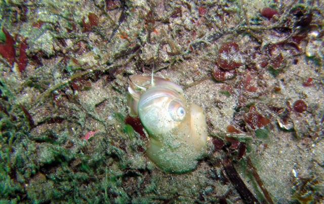 moonSnail