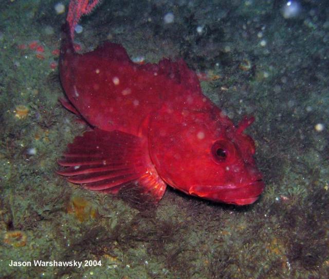 red (eye-fringe fish)  ID pending -FartherAway