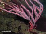 redGorgonian.jpg