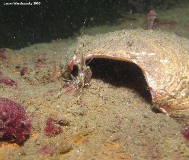 shrimp standing guard