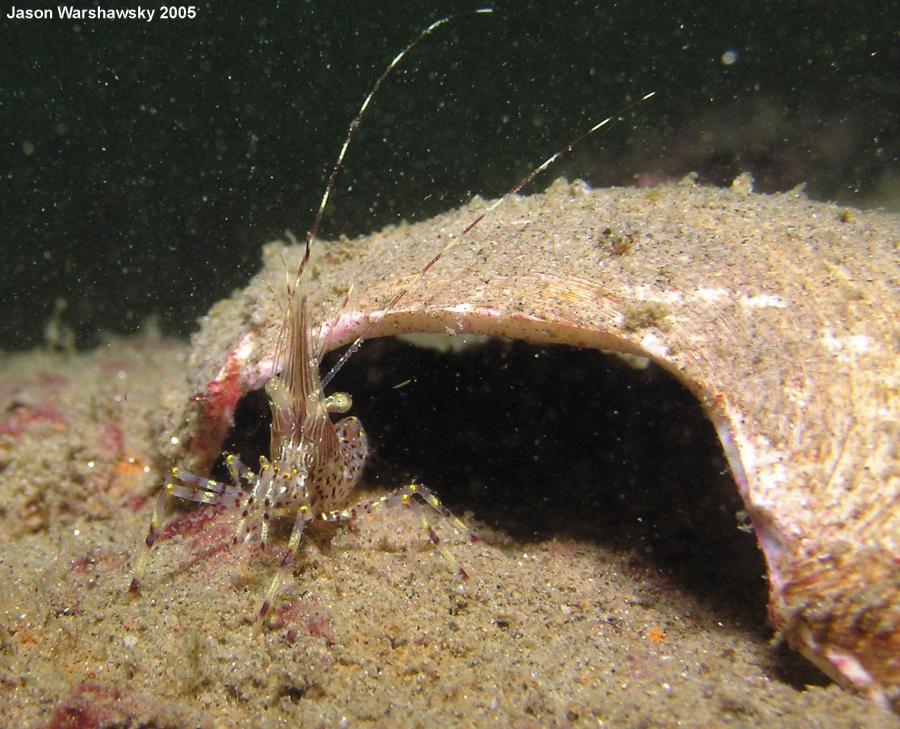 shrimp standing guard