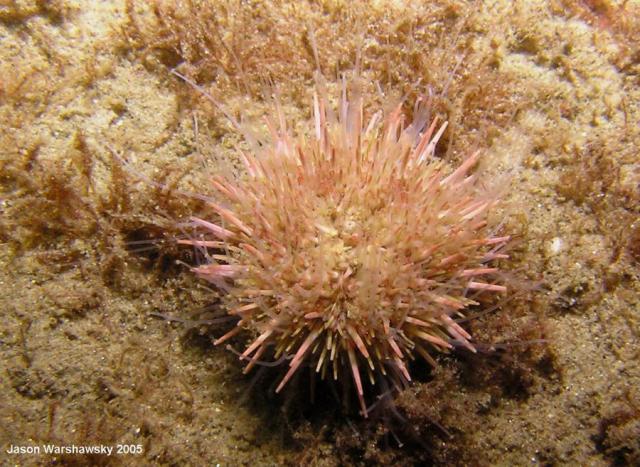 white sea urchin