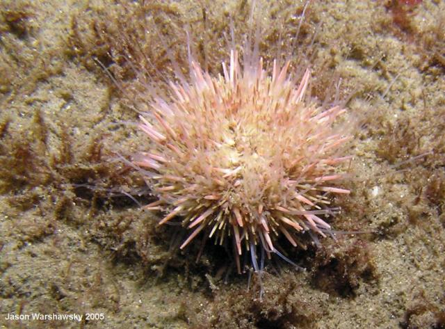 white sea urchin - tubefeet visible