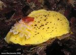 nudibranchs