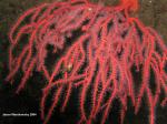 red gorgonian inverted