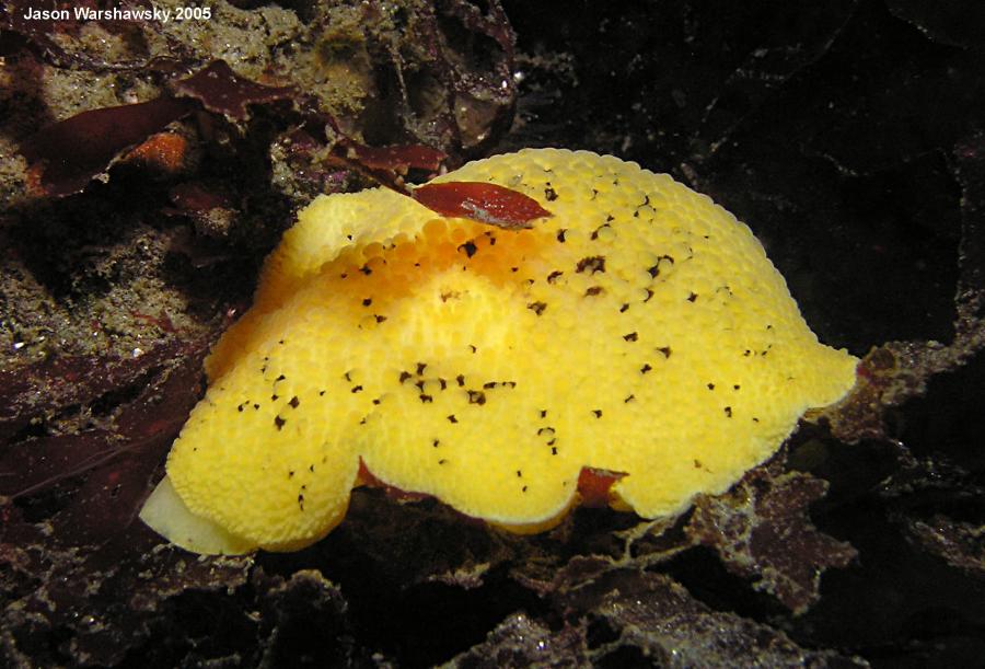 peltodorisNobilis2