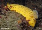 peltodoris nobilis -  climbing