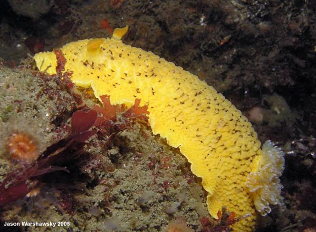 peltodoris nobilis - climbing