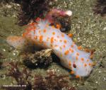 triopha catalinae And hermit crab