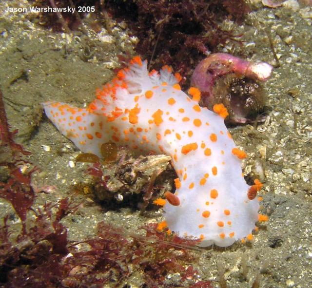 triopha catalinae And hermit crab  - facing