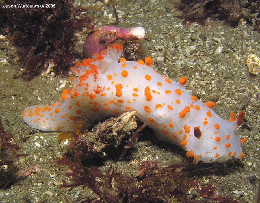 triopha catalinae And hermit crab