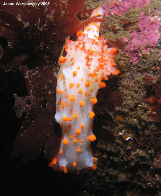 triopha catalinae - Descending