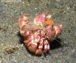 hermit crab with barnacles