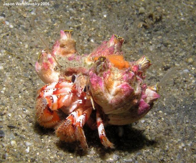 hermit crab with barnacles  - starting to flee