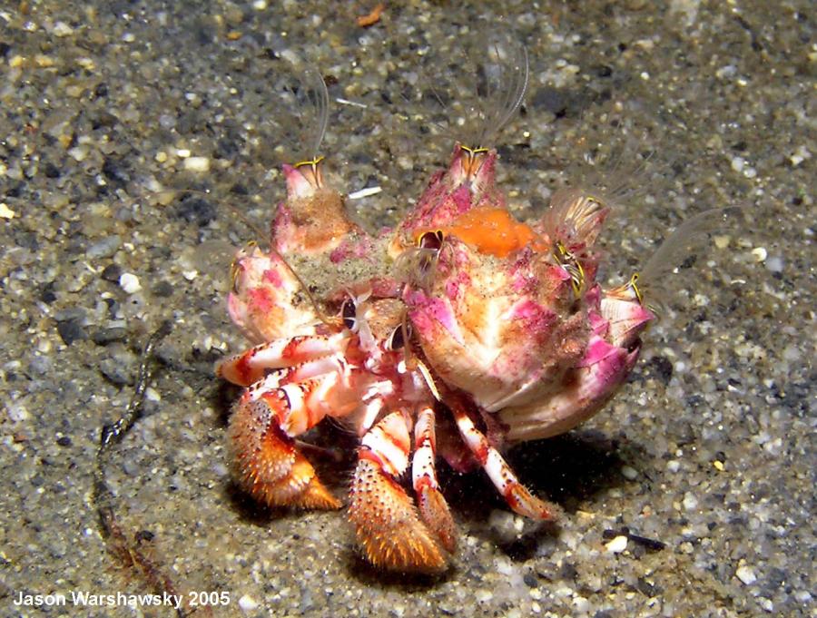 hermit crab with more open barnacles  - continuing to flee