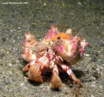 hermit crab with more open barnacles