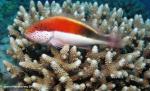 3614 Forster's Hawkfish