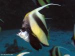 3630bannerfish one