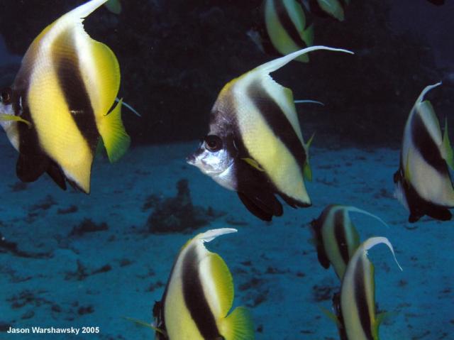 3630bannerfish school