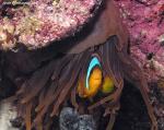 3732anemoneFish