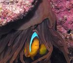 3732anemoneFish crop