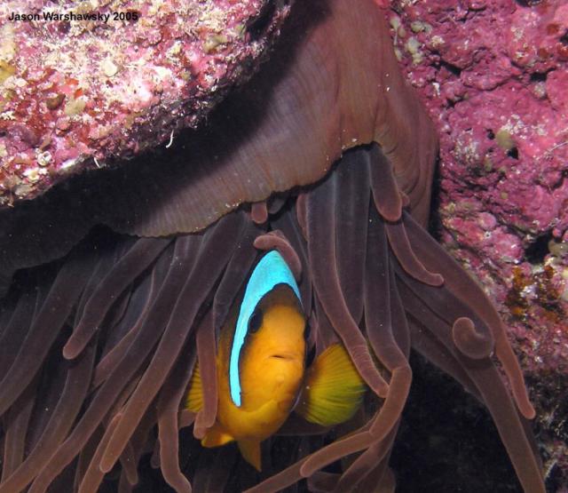 3732anemoneFish crop