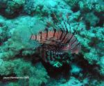 3767lionfish