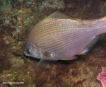 surfperch