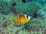 3877anemonefish