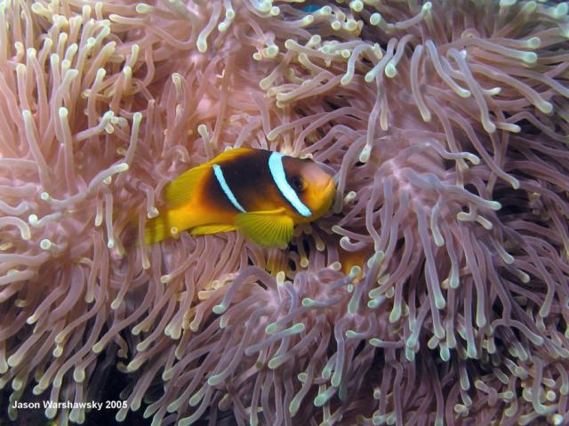 3901anemonefish