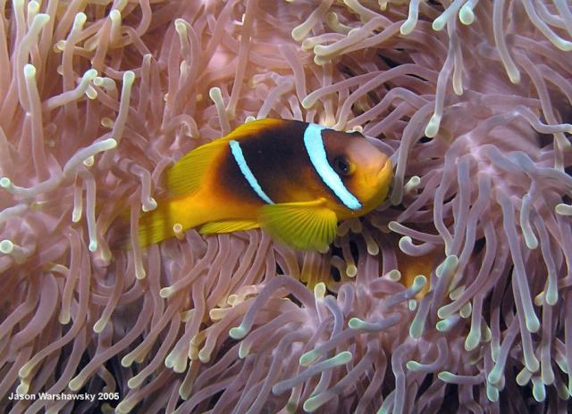 3901anemonefish crop