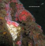 club tipped anemones and large barnacle