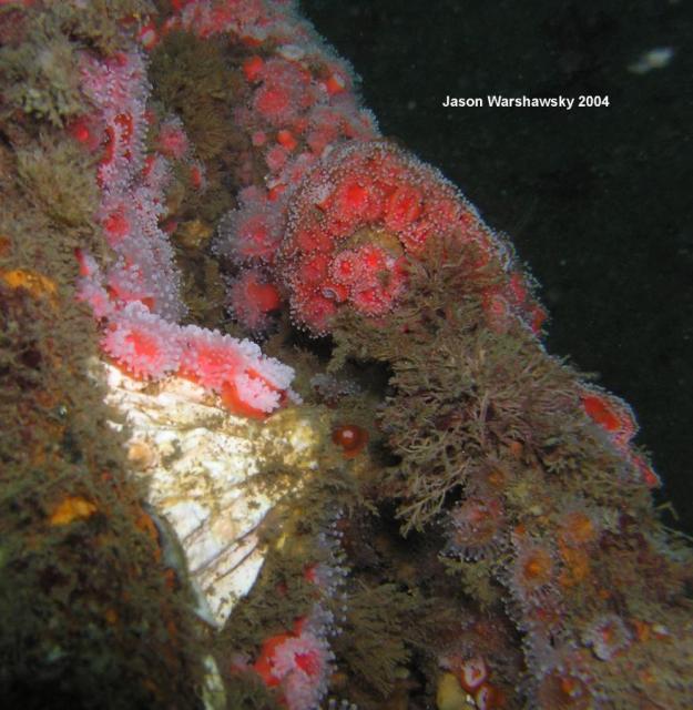 club tipped anemones and large barnacle