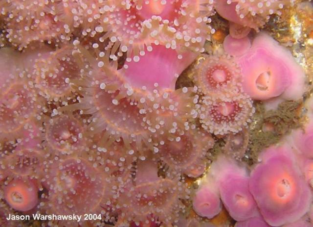 club tipped anemones - pastel