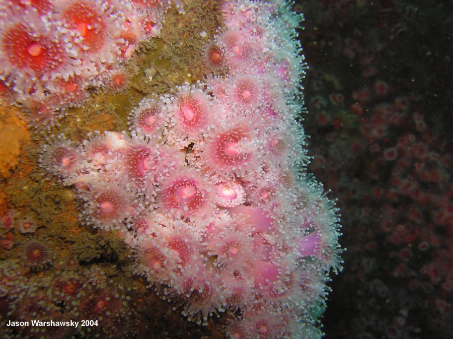 club tipped anemones