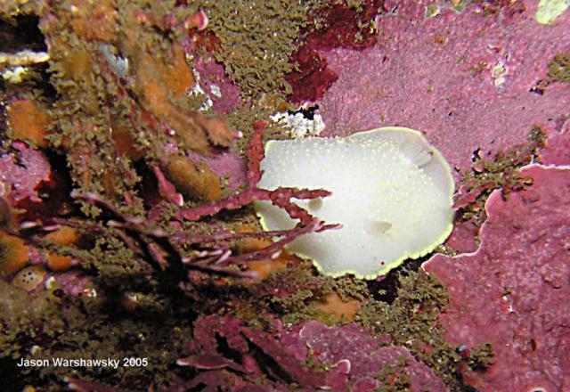 Cadlina luteomarginata