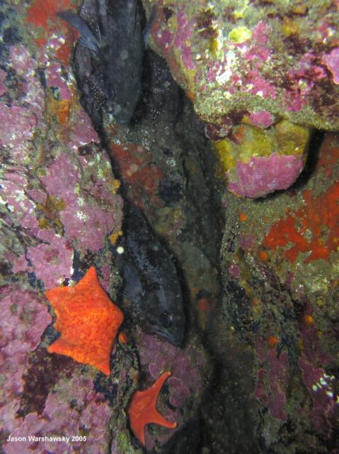 blue rockfish in crevice