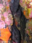 blue rockfish in crevice