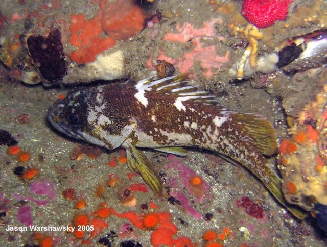 gopherRockfish.jpg