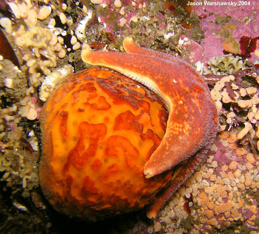 bat star on orange puffball sponge