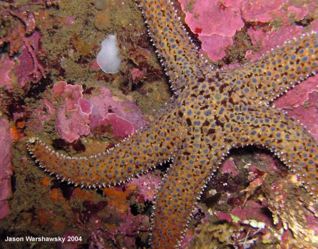 giant spined star And Albomarginata