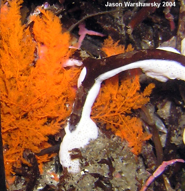 orange sea cucumber