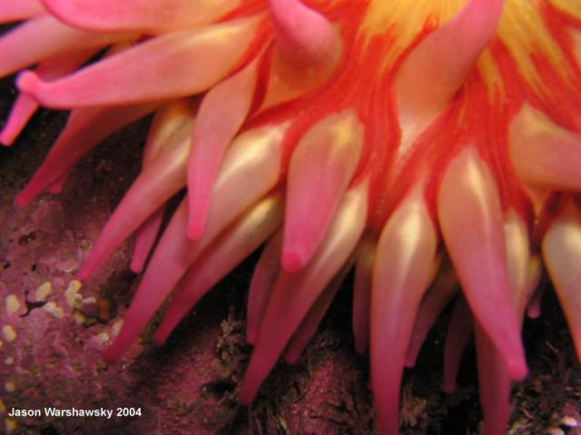 white spot rose anemone  very (too) close - mainly for the color