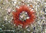 sandAnemone