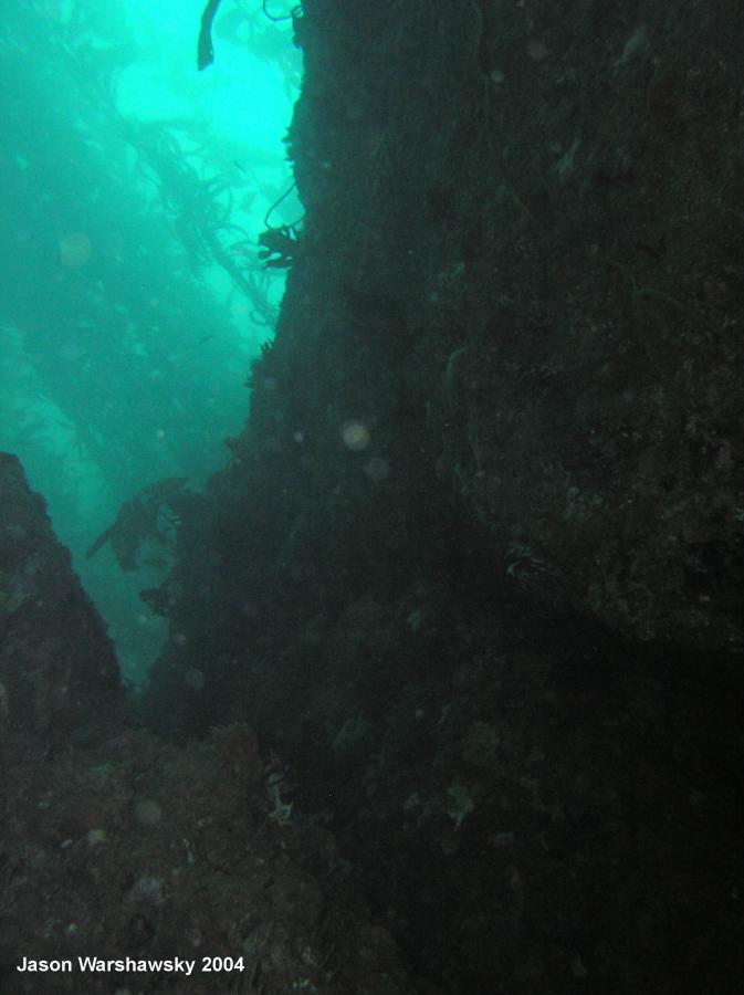 upwards Kelp View